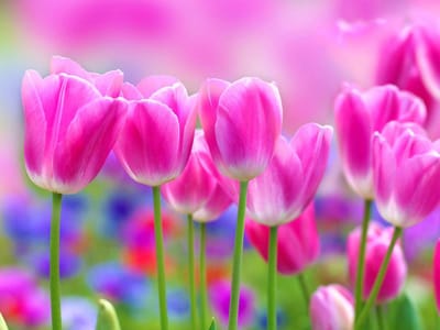 Poster | Roze | 104 x 70,5 cm