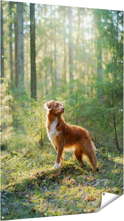 Gards Tuinposter Retriever Hond in het Bos met Zon - 120x180 cm - Tuindoek - Tuindecoratie - Wanddecoratie buiten - Tuinschilderij