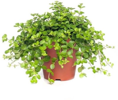 JUNAVERA Peperomia rotundifolia terrariumplant | 12 cm hoog | in 8 cm pot