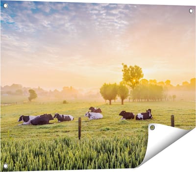 Gards Tuinposter Koeien in de Wei tijdens Zonsopgang - 80x60 cm - Tuindoek - Tuindecoratie - Wanddecoratie buiten - Tuinschilderij