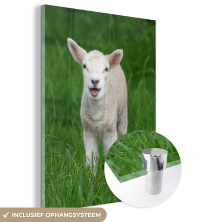 ® Glasschilderij 120x160 cm - Schilderij acrylglas - Klein lammetje tussen het hoge groene gras - Foto op glas - Muurdecoratie woonkamer - Wanddecoratie slaapkamer - Schilderijen