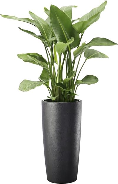 Elezza Musa Matte Bloempot Ø35 x H90 cm - Antraciet