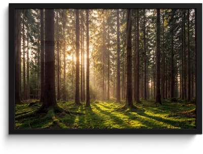 Poster in lijst - Fotolijst 60x40 cm - Posters - Bos - Gras - Zonlicht - Posterlijst zwart - Decoratie - Wanddecoratie woonkamer - Muurdecoratie slaapkamer