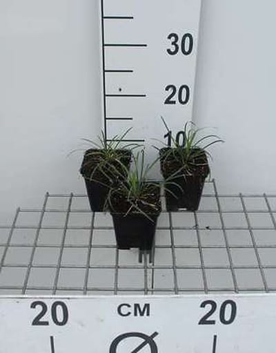 6x Slangenbaard - Ophiopogon jap. 'Minor' | 9x9 cm pot