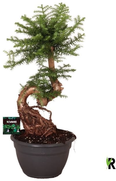Araucaria Bidwillii Bonsai 75 cm - Kamerplant - Potmaat Ø26 cm