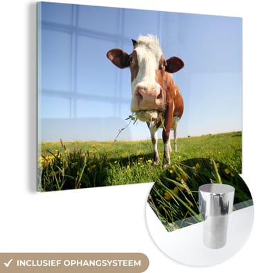 MuchoWow® Glasschilderij 60x40 cm - Schilderij acrylglas - Koe - Dieren - Bloemen - Gras - Foto op glas - Schilderijen