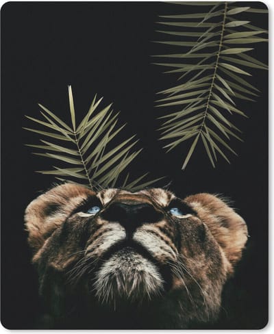 Muismat TijgerKerst illustraties - Tijger kijkt omhoog en staat tegen een zwarte achtergrond muismat rubber - 19x23 cm - Muismat met foto