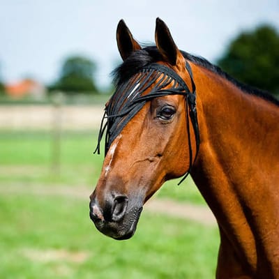 Vliegenringen voor paarden Horze simple