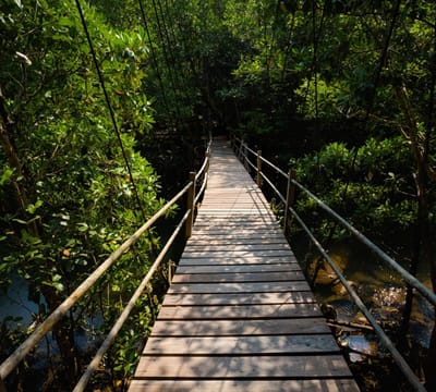 Brug door de Jungle - Fotobehang (in banen) - 250 x 260 cm