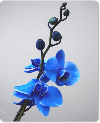 Muismat Orchidee - Blauwe Orchidee muismat rubber - 19x23 cm - Muismat met foto