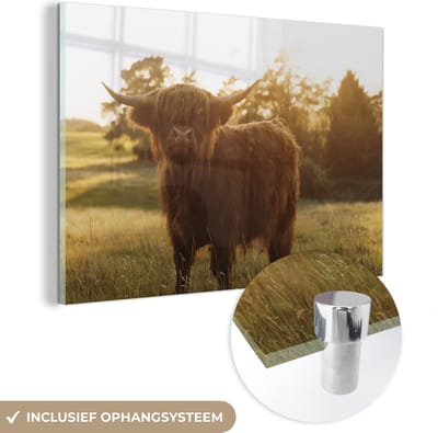 MuchoWow® Glasschilderij 150x100 cm - Schilderij acrylglas - Schotse hooglander - Gras - Zon - Foto op glas - Schilderijen