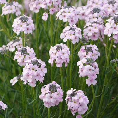 6 x Aethionema armenum 'Warley Rose' - Steenkers pot 9x9 cm