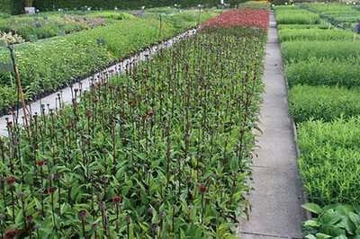 6x Zonnehoed - Echinacea purp. Fatal Attraction' | pot 9 x 9 cm