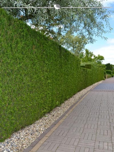 Westerse Levensboom Thuja Brabant 200-225 cm, 8x Haagplant