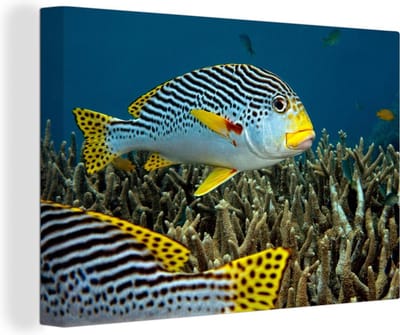 Vis met diagonale strepen Canvas 30x20 cm - klein - Foto print op Canvas schilderij (Wanddecoratie woonkamer / slaapkamer) / Wilde dieren Canvas Schilderijen