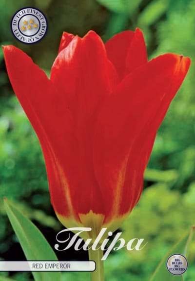 Dutch Fines Quality tulpen bollen bloembollen Tulp Fosteriana Red Emperor x 10 bollen 12+s