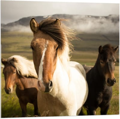 Acrylglas - Paarden in een Wei  - 80x80cm Foto op Acrylglas (Met Ophangsysteem)