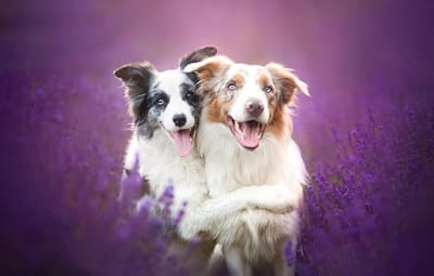Puzzelboek Kinderen - Legpuzzel Hond - Ontspanning en Plezier - 1000 Stukjes - 75x50cm - Gekleurd