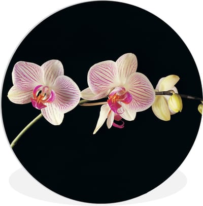 WallCircle - Wandcirkel 60x60 - Orchidee - Bloemen - Zwart - Roze - Knoppen - Ronde schilderijen woonkamer - Wandbord rond - Muurdecoratie cirkel - Kamer decoratie binnen - Wanddecoratie muurcirkel - Woonaccessoires
