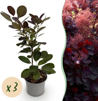 Green boutiQ - Tuinplant - Cotinus coggyria Royal Purple - Paars - 3 Planten - Bladverliezend - Weinig Onderhoud - Pot 12cm Hoogte 35cm