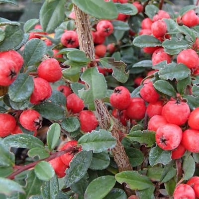 24 x Cotoneaster Suecicus 'Coral Beauty' - Dwergmispel 9x9 cm in pot