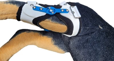 Op maat gemaakt Brace, hond knieBrace, customized dog brace, hond knie spalk, hond brace, hond knie protector, hond knie brace, hond steun, hond knie splint, hond braces, braces, dog supports, hond beugels, hond knie beugels,hond bandage, ACL.