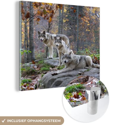 MuchoWow® Glasschilderij 50x50 cm - Schilderij acrylglas - Wolven - Rots - Bos - Foto op glas - Schilderijen