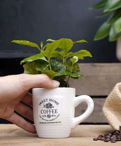 Koffiemok met Coffea Arabica plantje