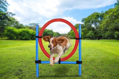 Behendigheidsring Hond - Hondensport Ring - Honden Training - Duurzaam Kunststof - 85 cm Diameter - Blauw Rood