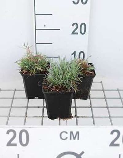 6x Steenanjer - Dianthus gratianopolitanus (caesius) | 9x9 cm pot