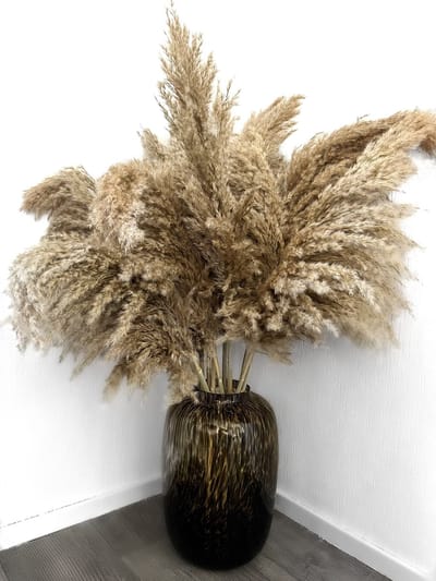 Droogbloemen Pampas XXL | Pampas Pluimen - Pampas gras - droogbloemen - Pampasgras gedroogd - 20 stuks - 100 cm - decoratie boeket