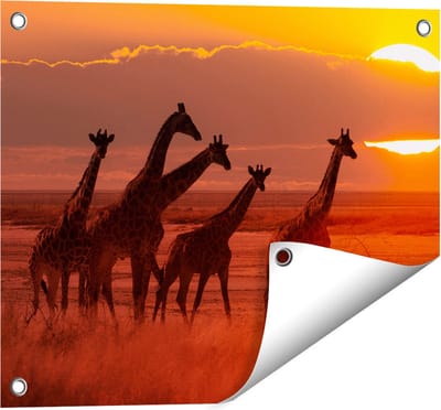 Gards Tuinposter Giraffe Kudde bij Zonsondergang - 50x40 cm - Tuindoek - Tuindecoratie - Wanddecoratie buiten - Tuinschilderij