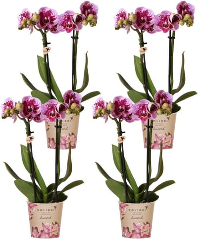 Green Harmony | COMBI DEAL van 4 roze paarse phalaenopsis orchideeën - El Salvador - potmaat Ø9cm | bloeiende kamerplant - vers van de kweker