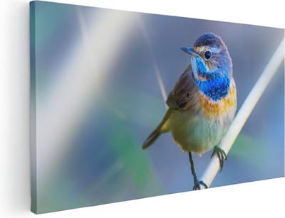 Artaza Canvas Schilderij Vogel - 40x20 cm - Klein - Wanddecoratie Vogels - Muurdecoratie Natuur - Schilderijen Op Canvas Woonkamer