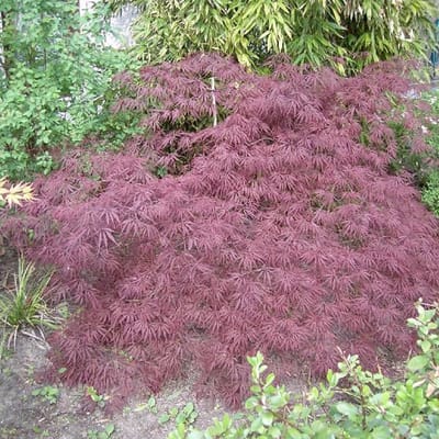 Japanse Esdoorn - Acer palmatum 'Inabe Shidare' - 40-50 cm