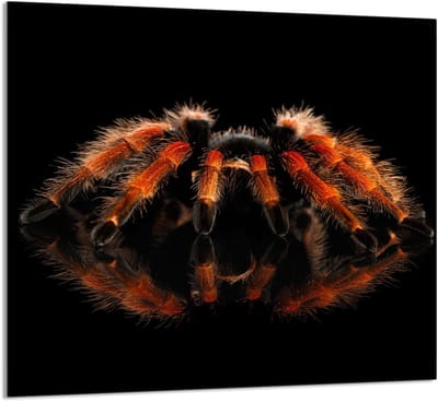 TMK ArtDeko - Snijplank - 65x60 cm - Hartglas - Pająk
