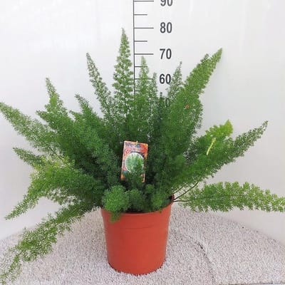 Plantenboetiek.nl | Asparagus D Meyers - Ø27cm - 50-60cm hoog - Kamerplant - Groenblijvend