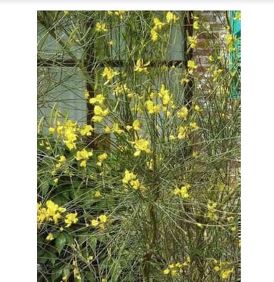 Spartium junceum - Bezemstruik, Portugese Brem, Spaanse Brem 40 - 60 cm in pot