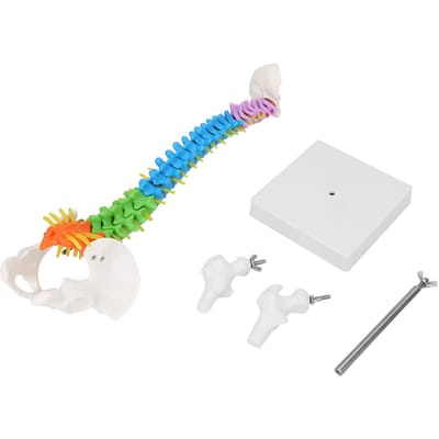 Nieuw Gekleurd Levensgroot Flexibel Anatomisch Menselijk Skelet Ruggengraat Model met Bekken Dijbeen 45cm