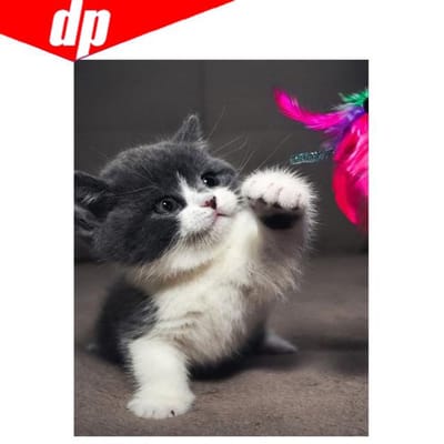 Vente de broderie diamant 5D à faire soi-même, motif animal et chat, image en résine, diamant rond complet 20X30 black