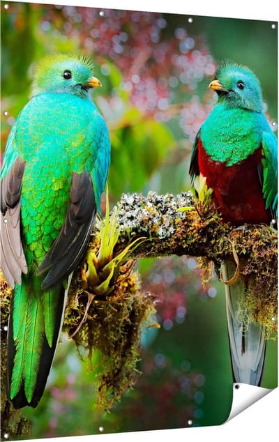 Gards Tuinposter Twee Groene Quetzal Vogels op een Tak - 120x160 cm - Tuindoek - Tuindecoratie - Wanddecoratie buiten - Tuinschilderij