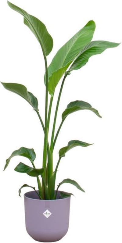 Combi deal - Strelitzia Nicolai inclusief elho Jazz Round lila Ø23 - 100 cm