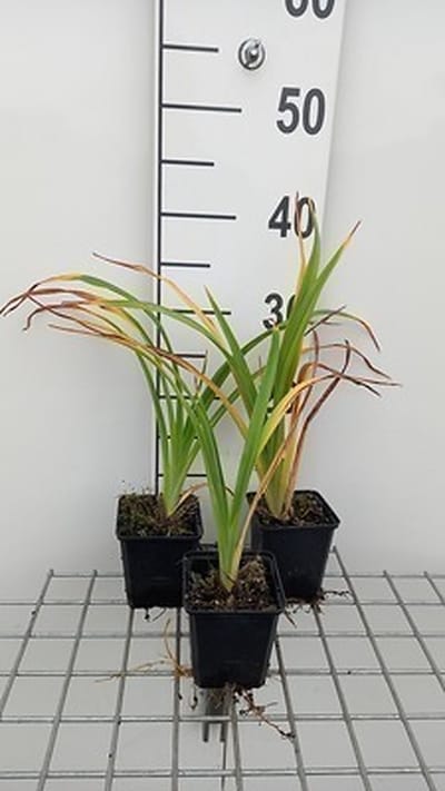 6x Daglelie - Hemerocallis hybr. 'Painted Trillium' | 9x9 cm pot