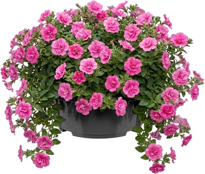 Garronda Ronde kunststof plantenbak met drainage voor wortelplanten (Anthraciet, Ø25 x 11,5 cm – 4,7 L) GD-KW-B-Anthracite