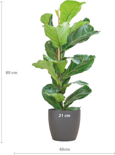 Vioolbladplant, In Viber Pot Kleur Grijs, Tropische Kamerplant, Ø21- 80cm Hoog