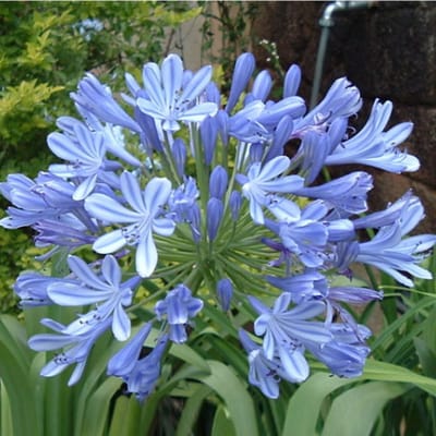 Afrikaanse lelie (Agapanthus africanus) - Agapanthus Blue Umbrella - Kaapse lelie - Vaste planten - Snijbloemen - Zomerbollen - Voorjaarsbollen