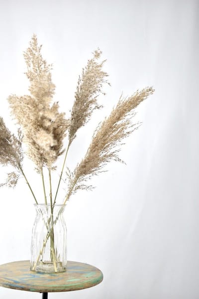 Pampas Pluimen - 5 stuks - Natuurlijk Bloemen - Droogbloemen | 60 cm