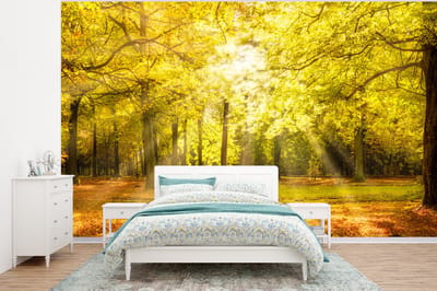 Behang - Fotobehang Boom - Natuur - Zon - Landschap - Bos - Breedte 350 cm x hoogte 260 cm