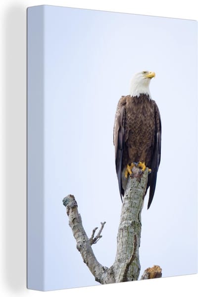 Canvas Schilderij Amerikaanse zeearend - Adelaar - Roofvogels - Zittend - 60x80 cm - Wanddecoratie