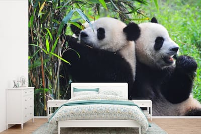 Behang - Fotobehang Panda - Bamboe - Natuur - Breedte 390 cm x hoogte 260 cm